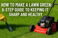 How to make a lawn green